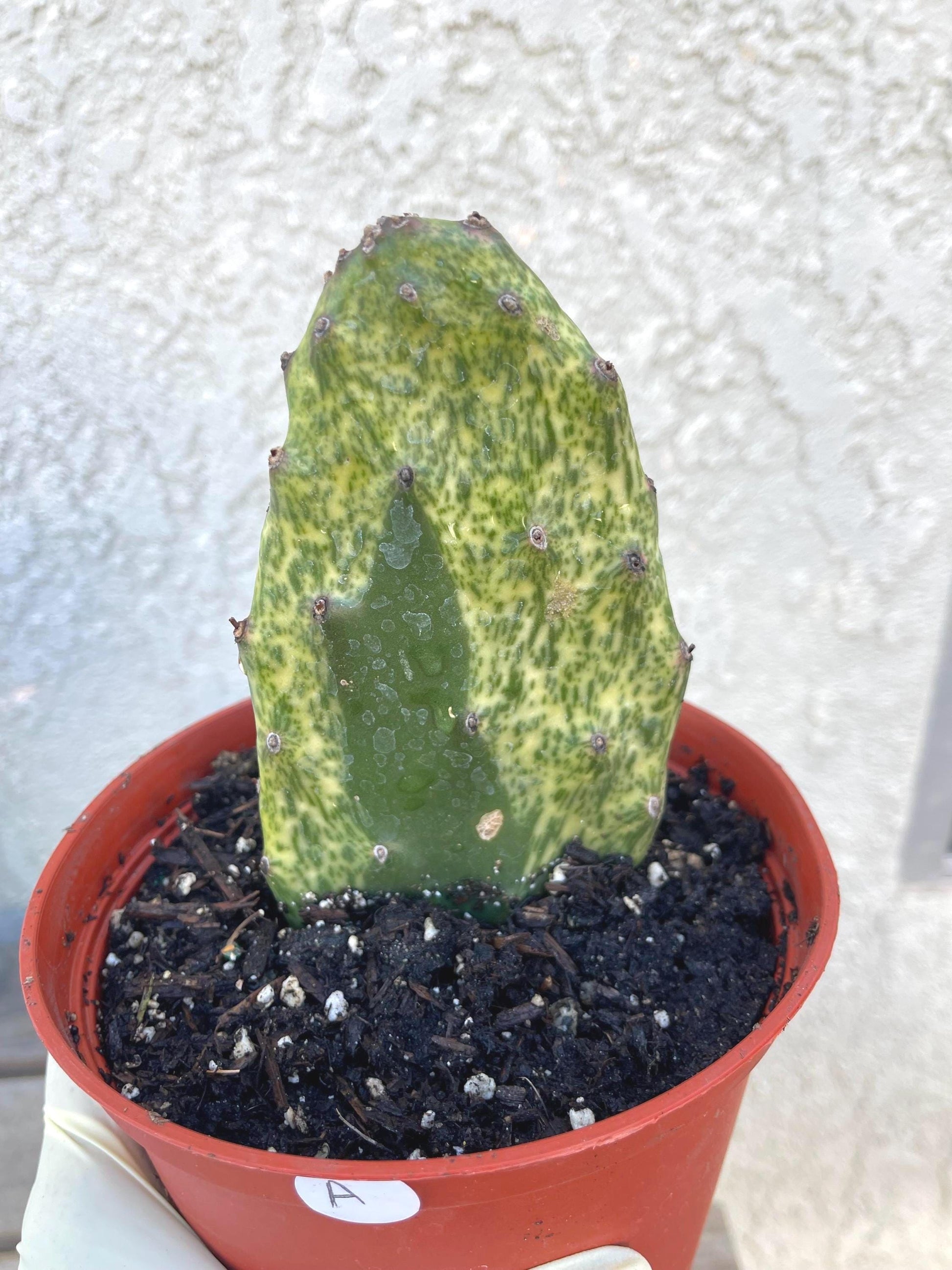 Rooted Opuntia Sunburst Variegated Cactus