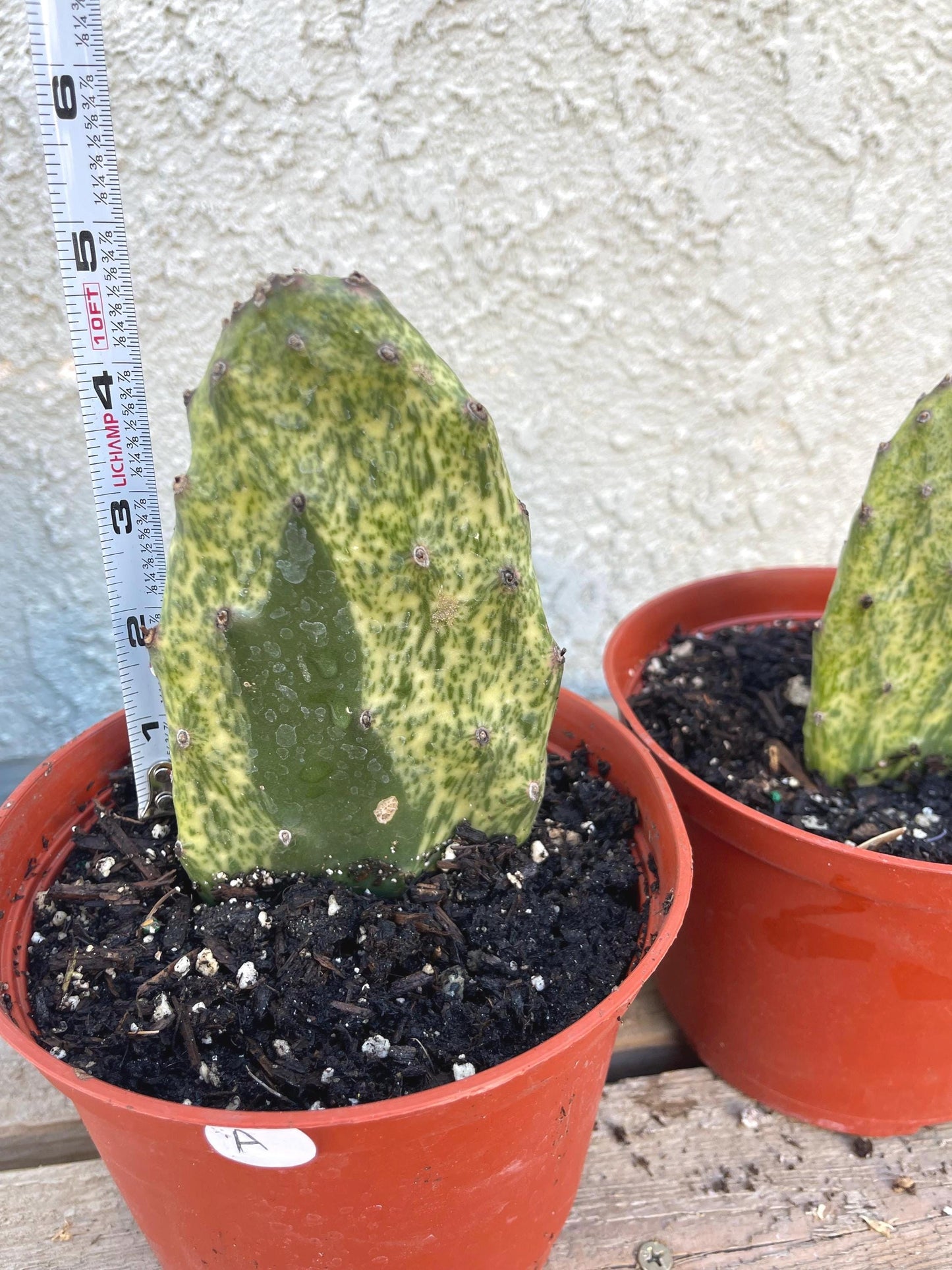 Rooted Opuntia Sunburst Variegated Cactus