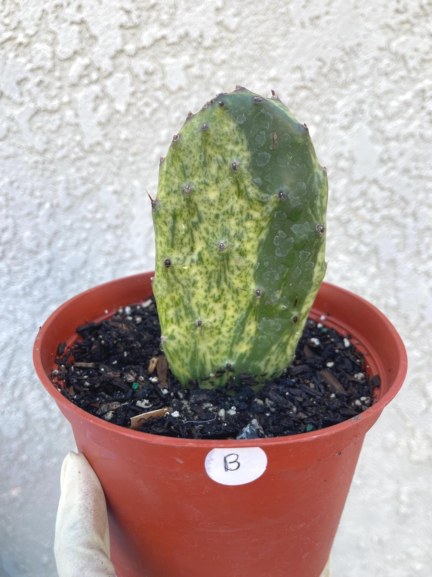 Rooted Opuntia Sunburst Variegated Cactus