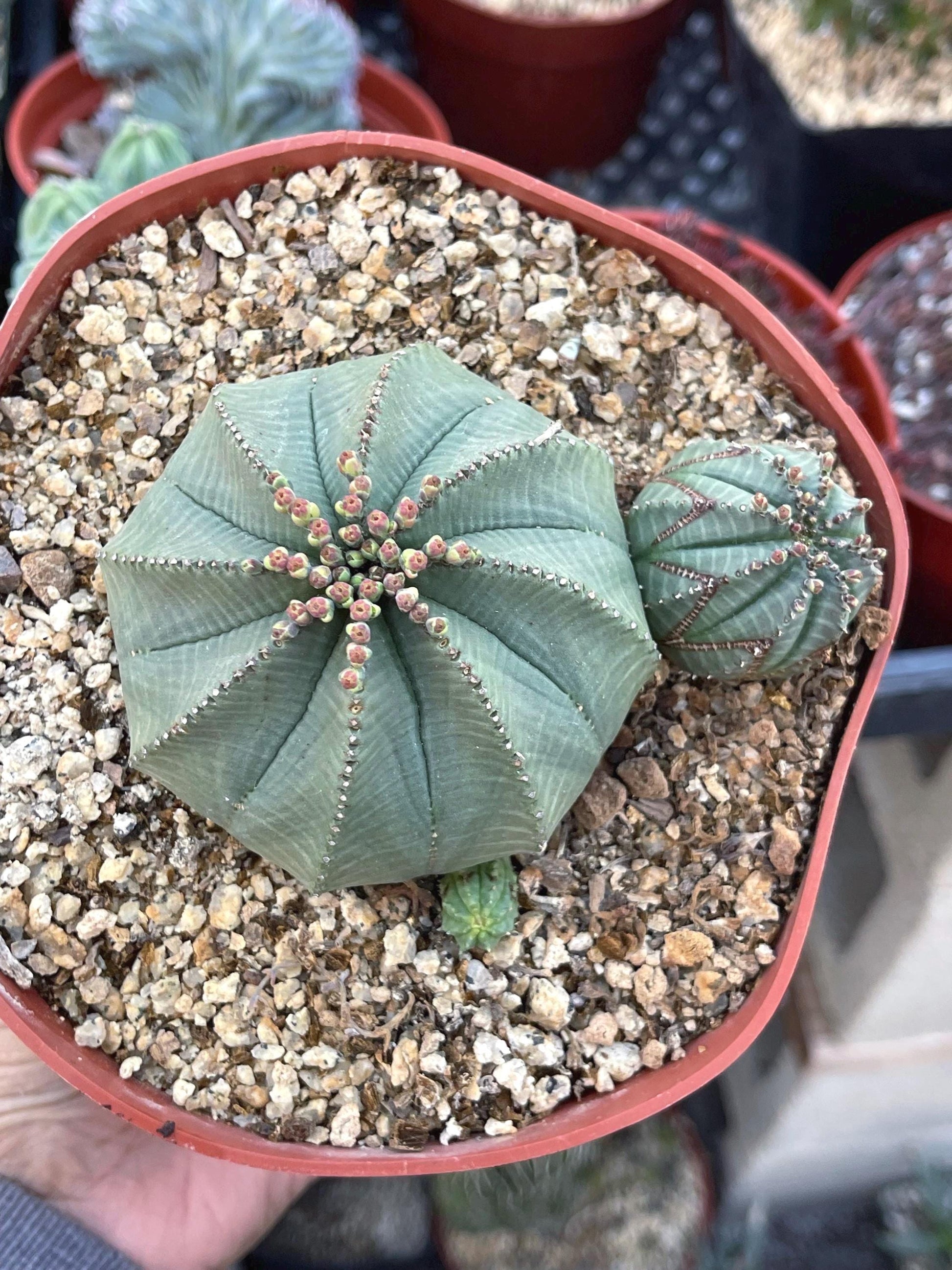 Euphorbia Obesa Hybrid w/pups | Rare Plant | Live Plant