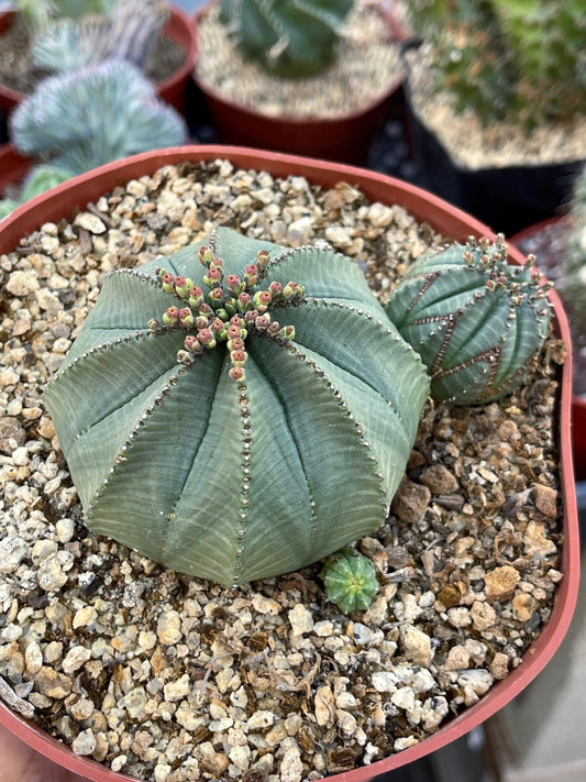 Euphorbia Obesa Hybrid w/pups | Rare Plant | Live Plant