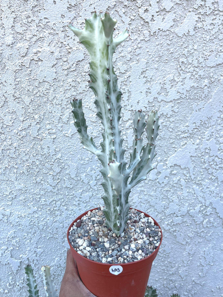 Ghost cactus | Variegated Euphorbia Lactea | Rare Cactus