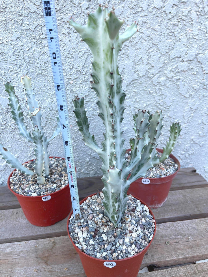 Ghost cactus | Variegated Euphorbia Lactea | Rare Cactus