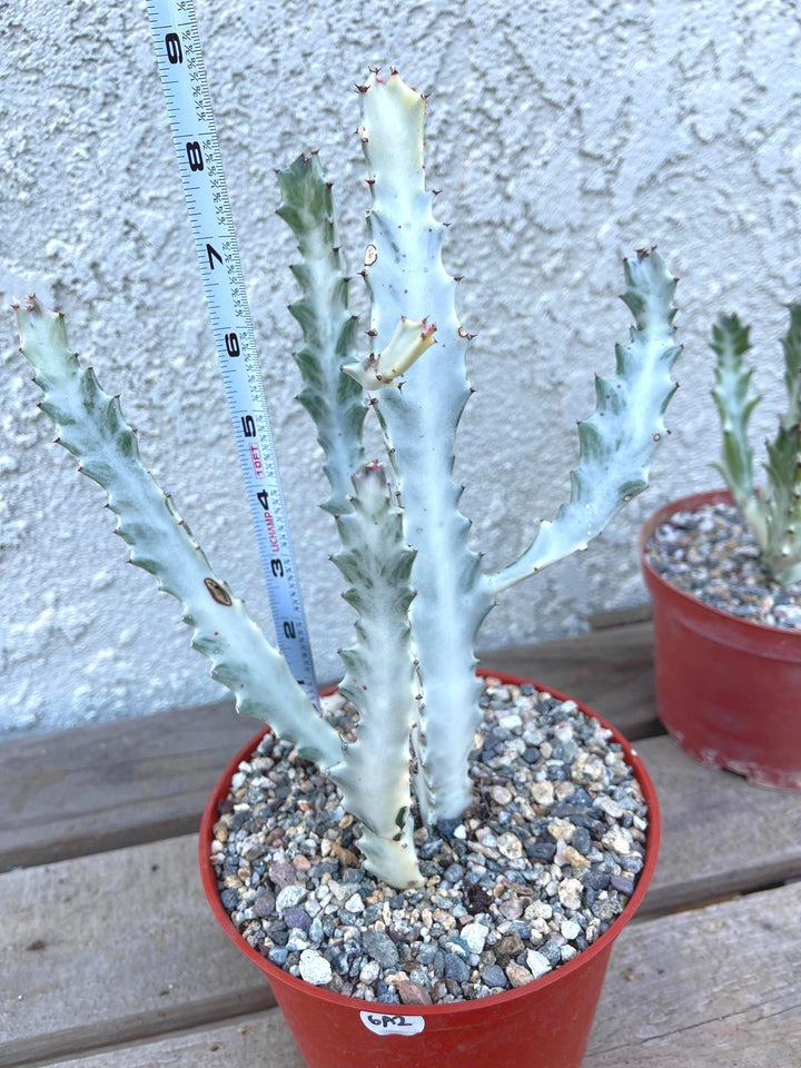 Ghost cactus | Variegated Euphorbia Lactea | Rare Cactus