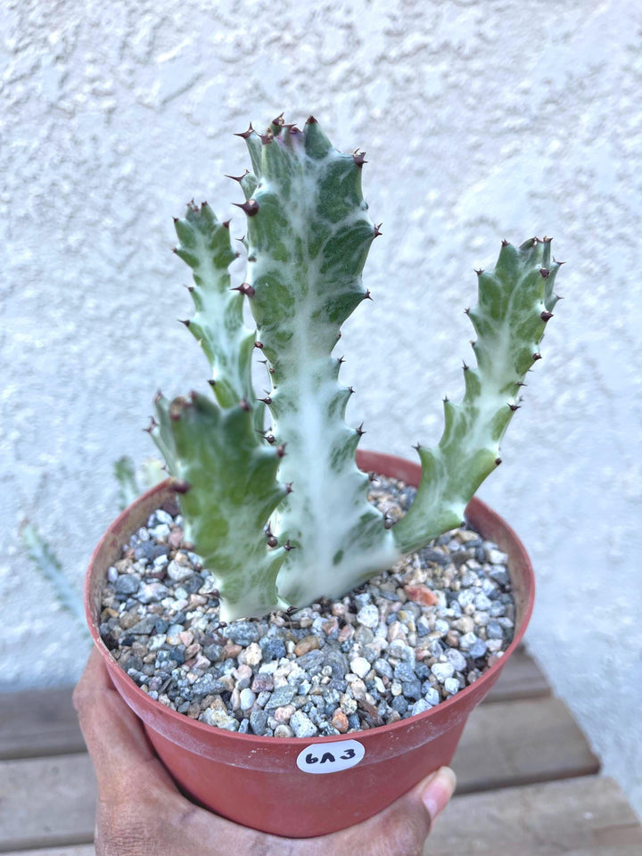 Ghost cactus | Variegated Euphorbia Lactea | Rare Cactus