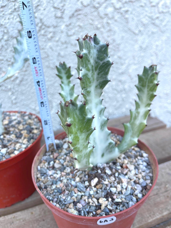 Ghost cactus | Variegated Euphorbia Lactea | Rare Cactus