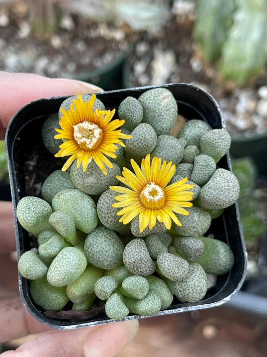 Aloinopsis schooneesii | Living Stone | Liveplants | Rare Plant