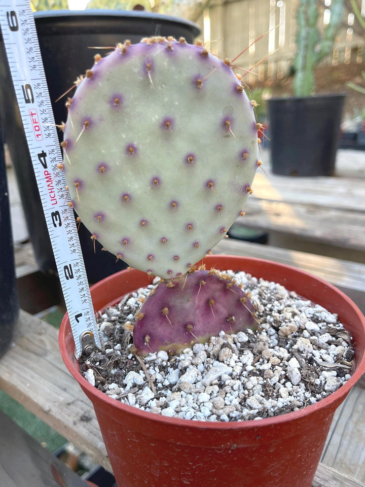 Opuntia “baby rita” | prickly pear cactus | Santa Rita Prickly Pear Cactus | Purple Cactus