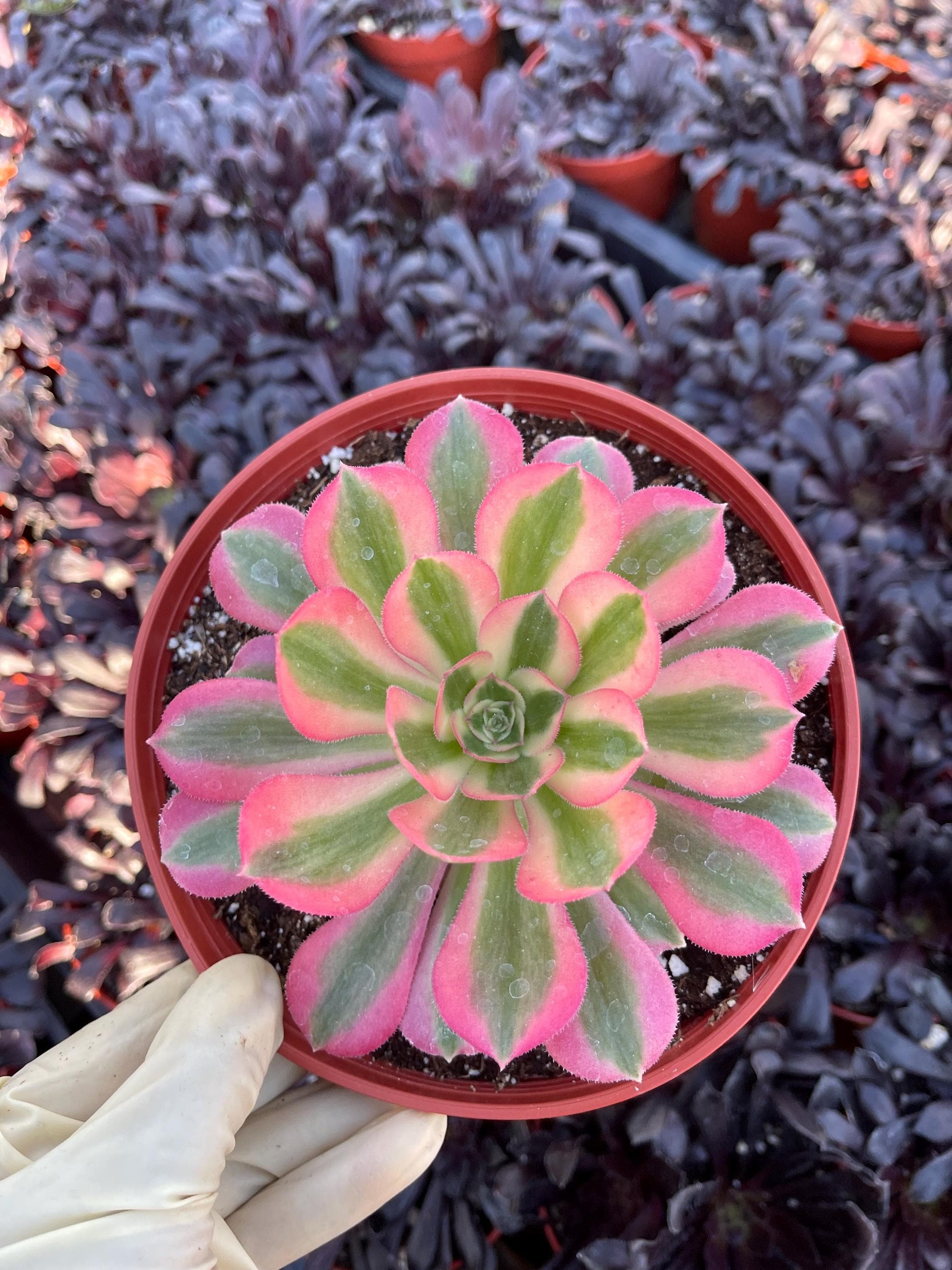 Aeonium 'Pink Witch'| Live Succulent | Live Plant