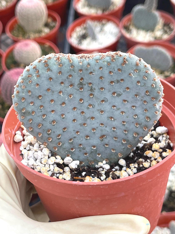 4” Opuntia | Live Cactus | Rare Cactus