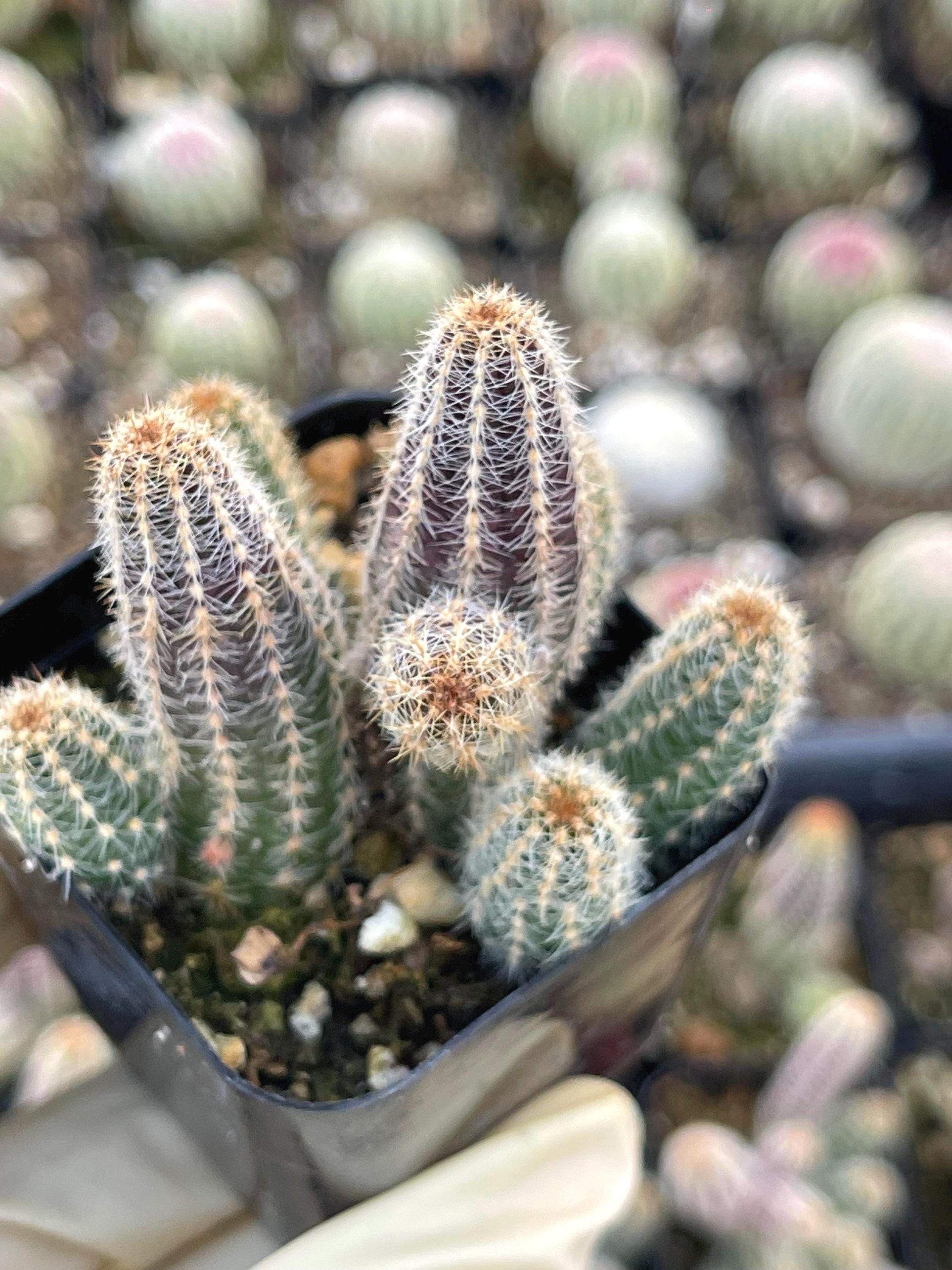 Peanut Cactus Echinopsis Chamaecereus | Live Cactus