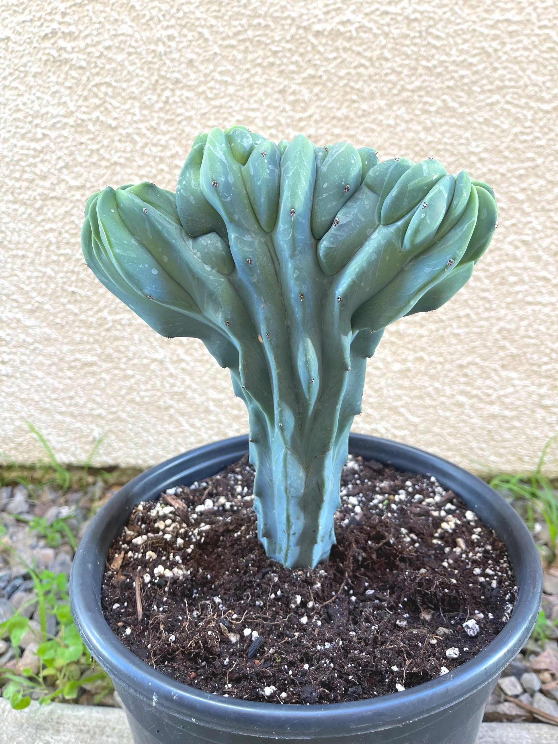 Crested Blue Myrtle cactus | Live Cactus Plant | Rare Cactus