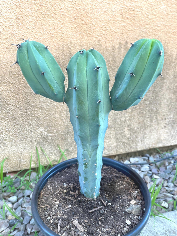 6” Beautiful Myrtillocactus Geometrizans w/ pups | Blue Crested Candle Cactus