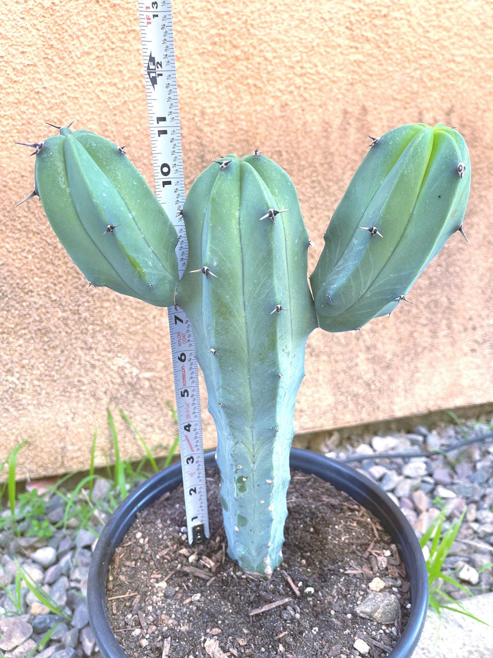 6” Beautiful Myrtillocactus Geometrizans w/ pups | Blue Crested Candle Cactus