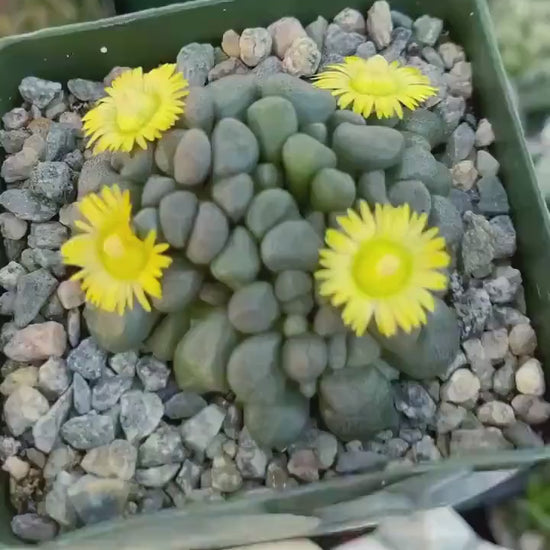 Aloinopsis schooneesii | Living Stone | Liveplants | Rare Plant