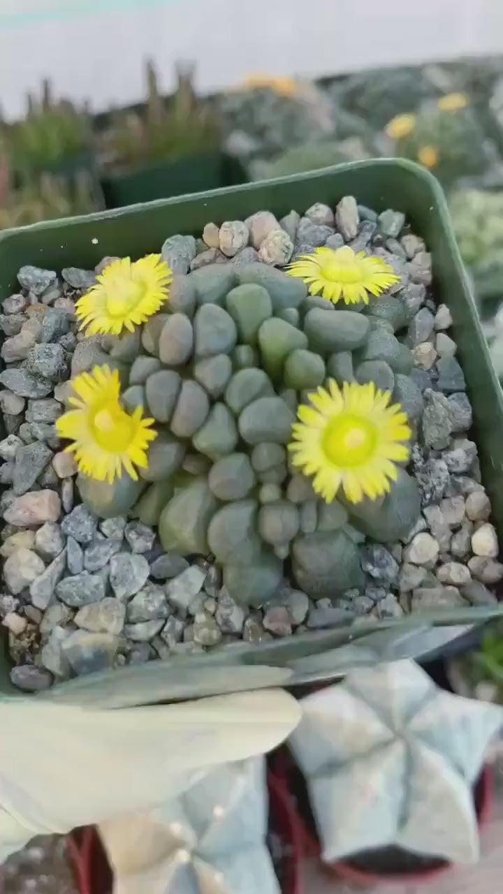 Aloinopsis schooneesii | Living Stone | Liveplants | Rare Plant