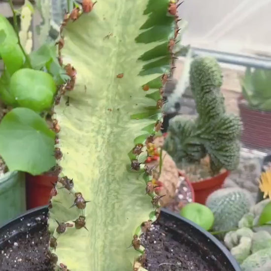 Large Euphobia Ammak with arms | African Candelabra Euphorbia | Live Cactus