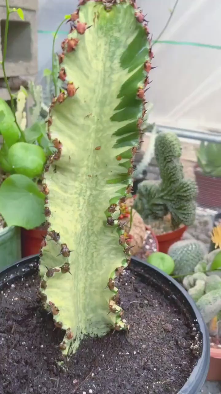 Large Euphobia Ammak with arms | African Candelabra Euphorbia | Live Cactus