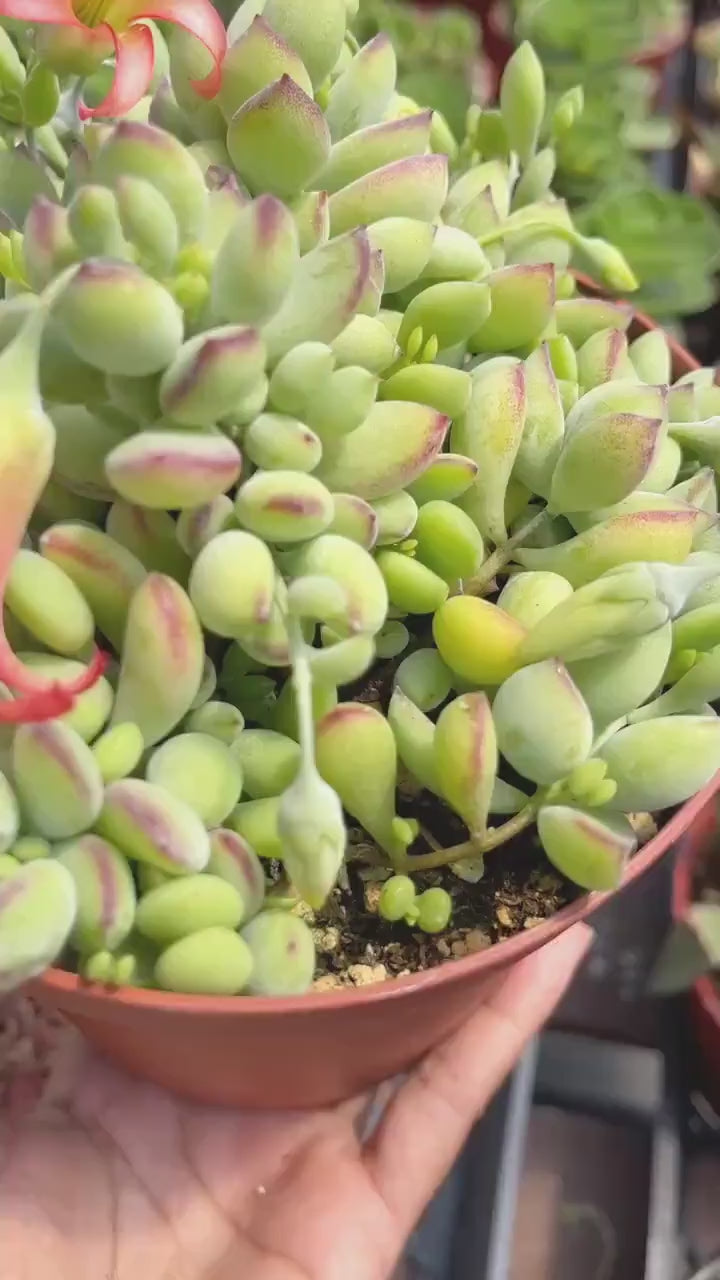 Cotyledon pendens | Cliff Cotyledon | Live Succulent