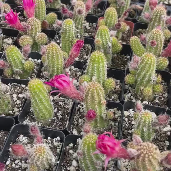 Peanut Cactus Echinopsis Chamaecereus | Live Cactus