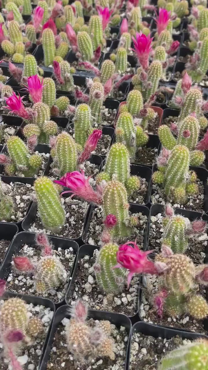 Peanut Cactus Echinopsis Chamaecereus | Live Cactus