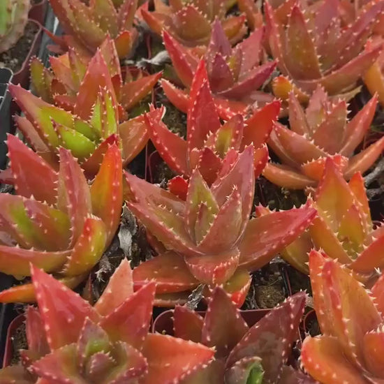 Aloe Perfoliata | Live Succulent | Live Plant