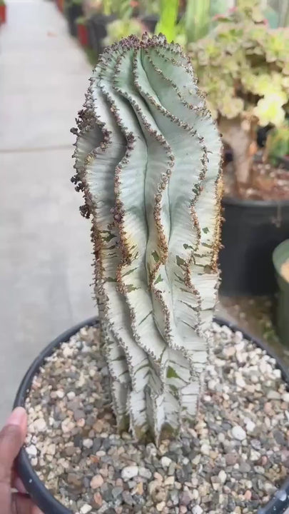 Large Euphorbia Polygona Snowflake | Live Euphorbia | Rare plant