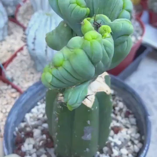 Graft Cactus | Live Plant | Rare Plant | Rare Cactus