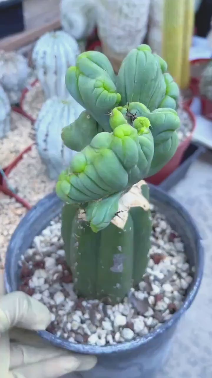 Graft Cactus | Live Plant | Rare Plant | Rare Cactus