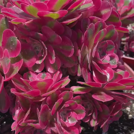 Aeonium 'Pink Witch'| Live Succulent | Live Plant