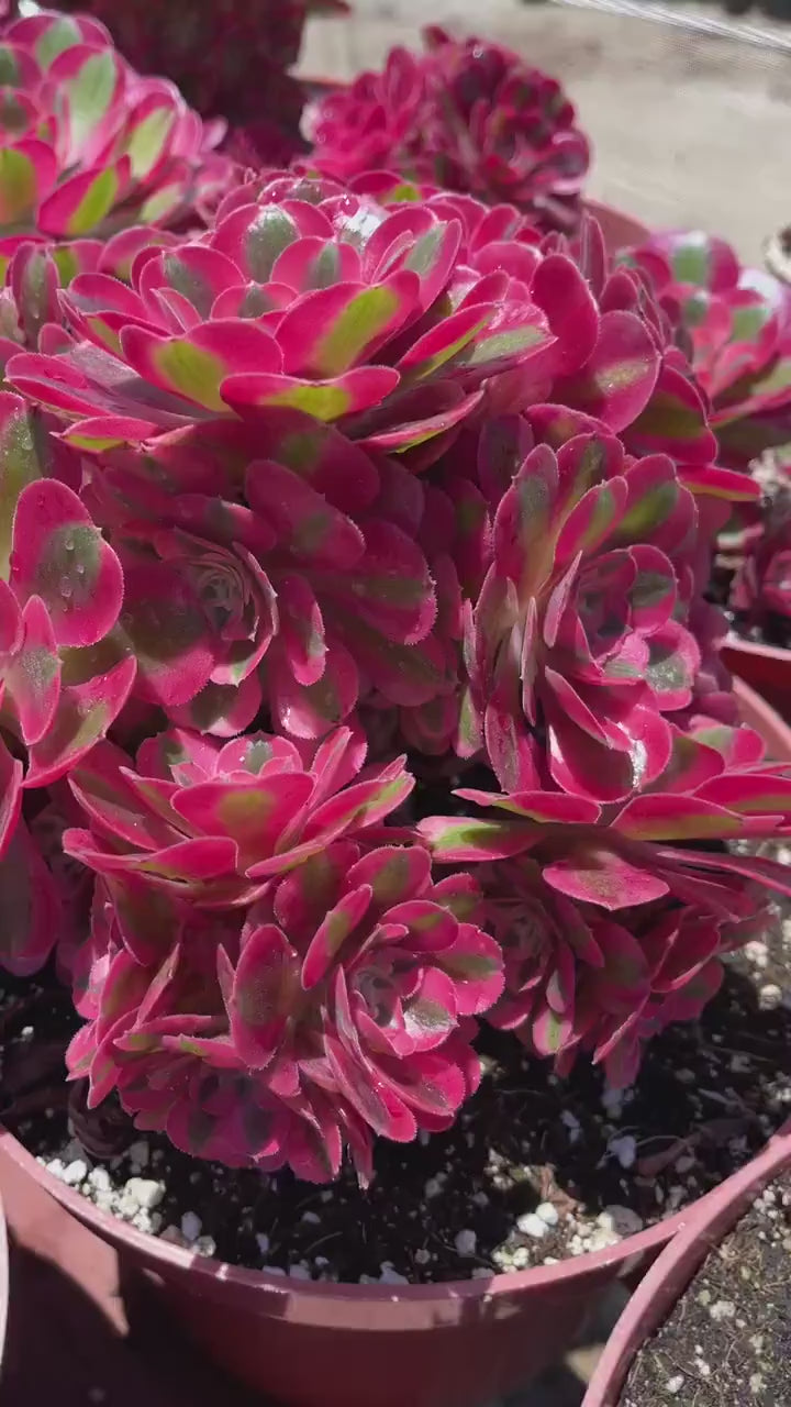 Aeonium 'Pink Witch'| Live Succulent | Live Plant