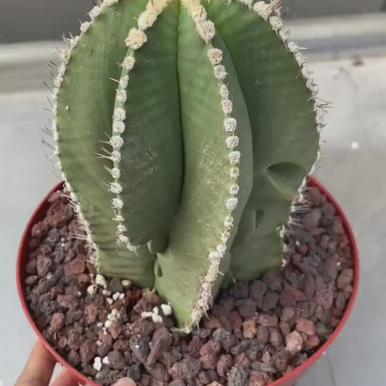 Large Astrophytum Nudum | Rare Cactus | Live Plant