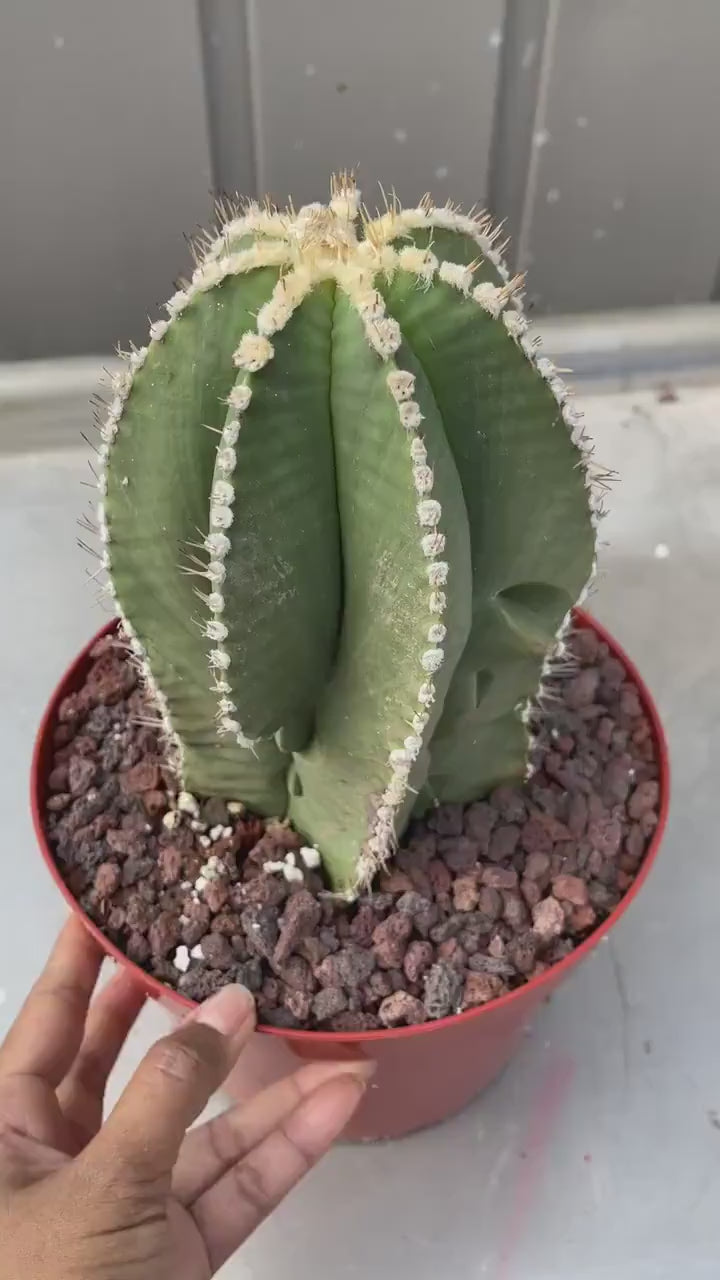 Large Astrophytum Nudum | Rare Cactus | Live Plant