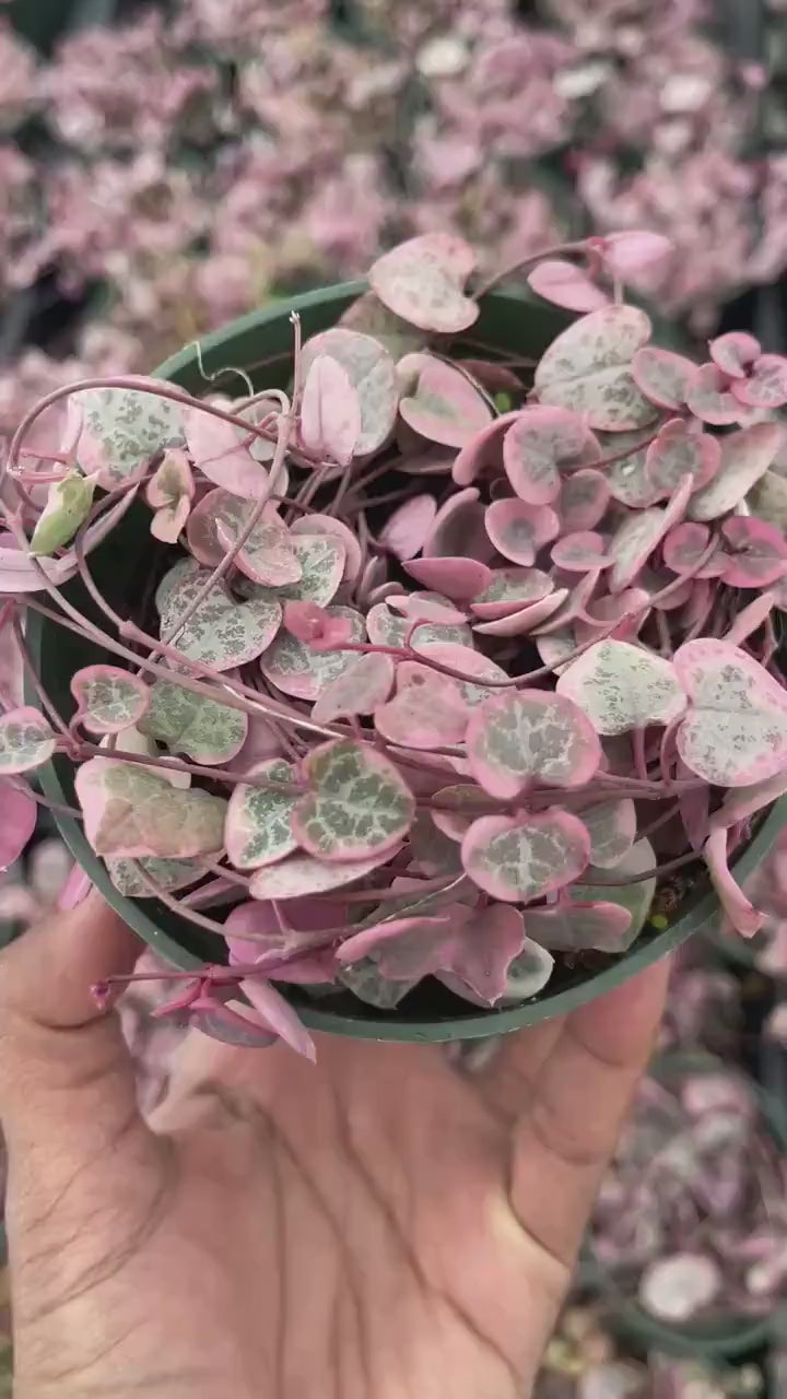 Variegated String Of Hearts | String Succulent | Live Succulent