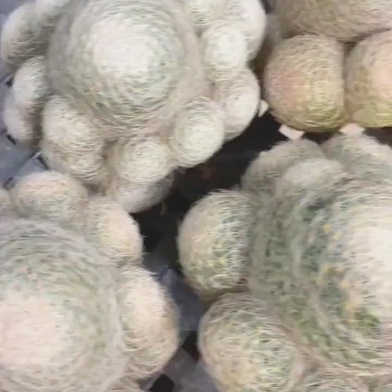 Imported Mammillaria Lenta with pups | Rare Plant | Live Plant