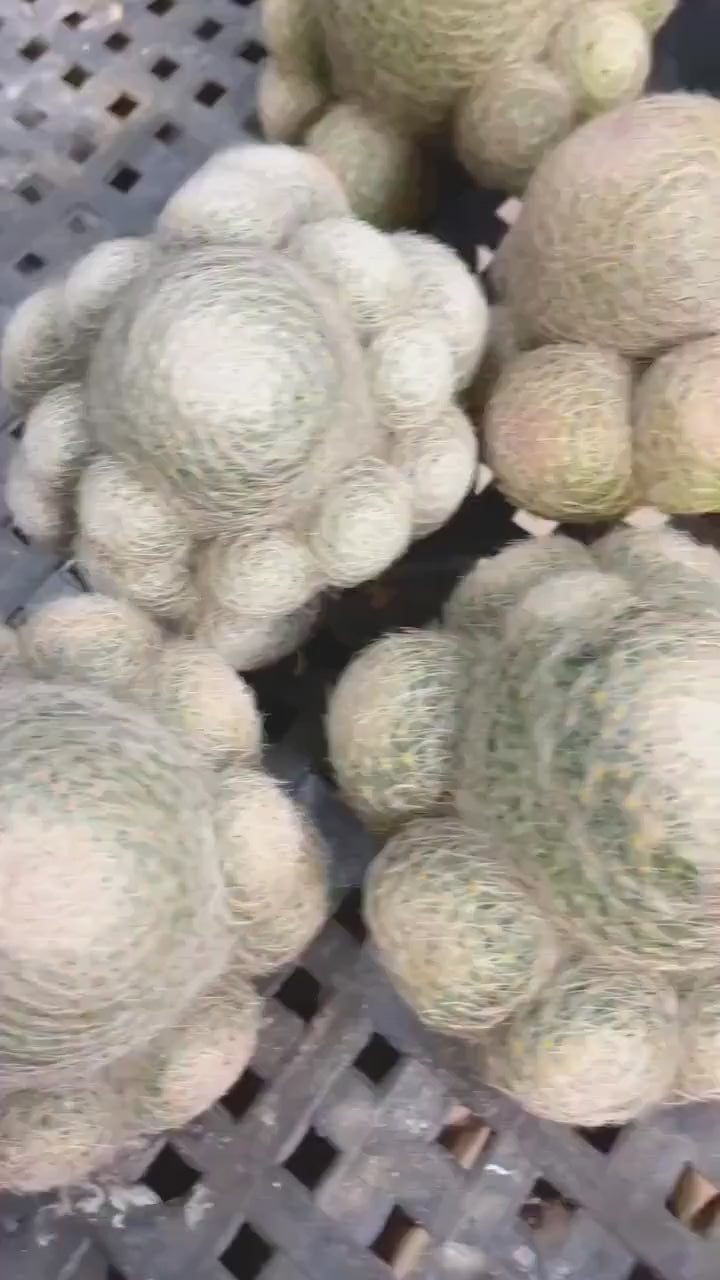 Imported Mammillaria Lenta with pups | Rare Plant | Live Plant