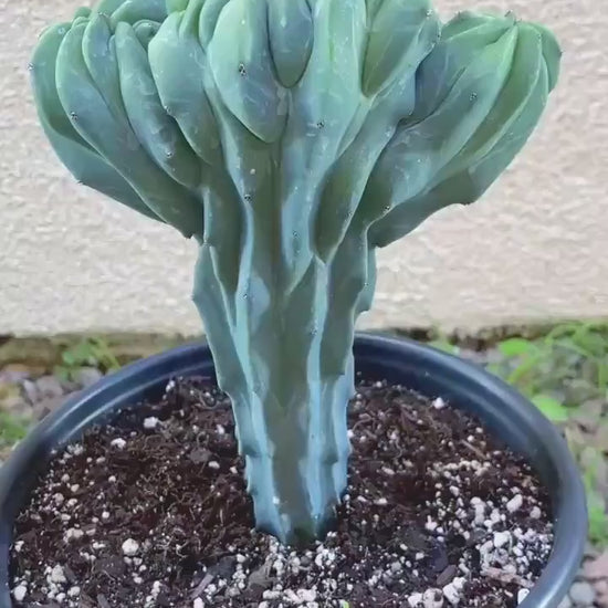 Crested Blue Myrtle cactus | Live Cactus Plant | Rare Cactus