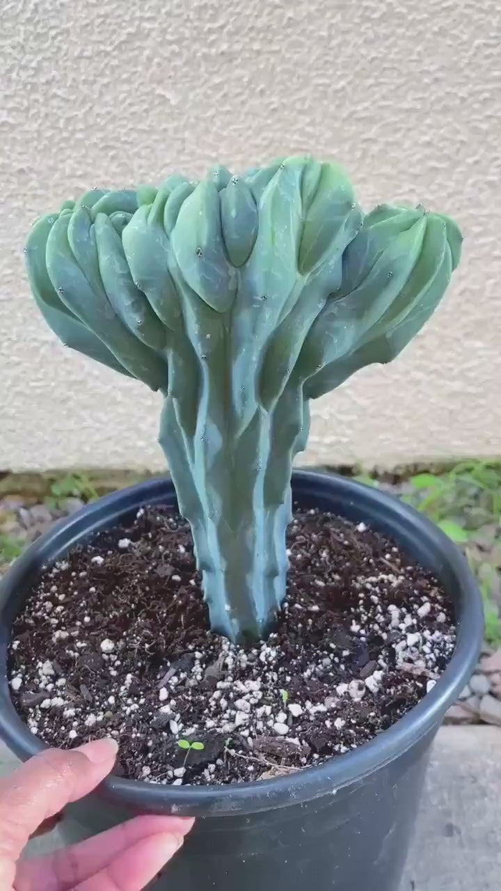 Crested Blue Myrtle cactus | Live Cactus Plant | Rare Cactus