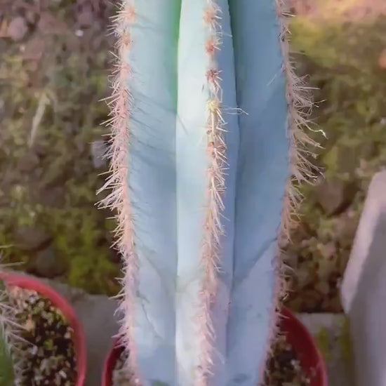 Fat Blue Torch, Pilosocereus Azureus | Blue Cactus