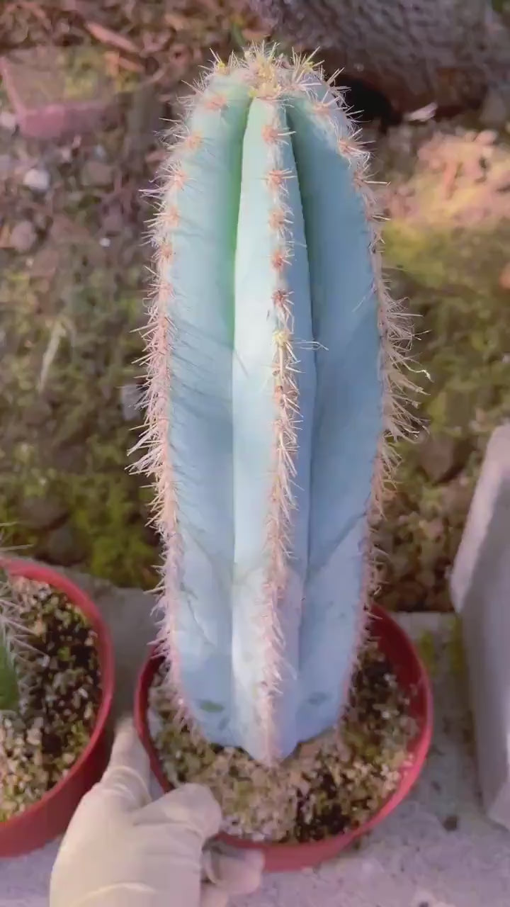 Fat Blue Torch, Pilosocereus Azureus | Blue Cactus