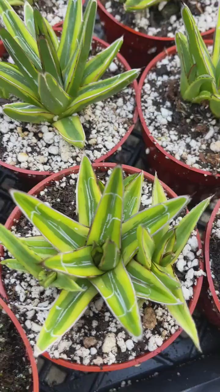 Variegated Agave Victoria | Rare Agave