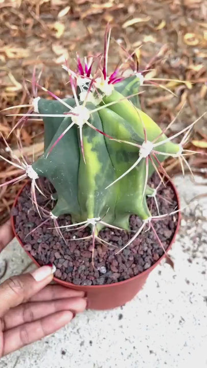 Variegated Ferocactus gracilis coloratus | Rare Cactus | Live Plant