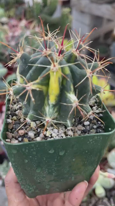 Variegated Ferocactus gracilis coloratus | Red Barrel Cactus | Rare Cactus | Live Plant