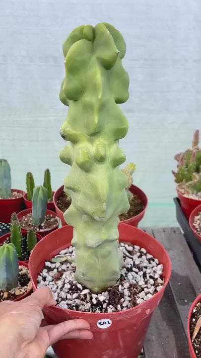 Bumpy Totem Pole Cactus | Live Cactus | Live Plant