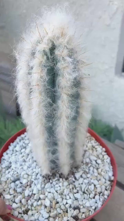 Hairy Pilosocereus Azureus | Blue Torch | Blue Cactus