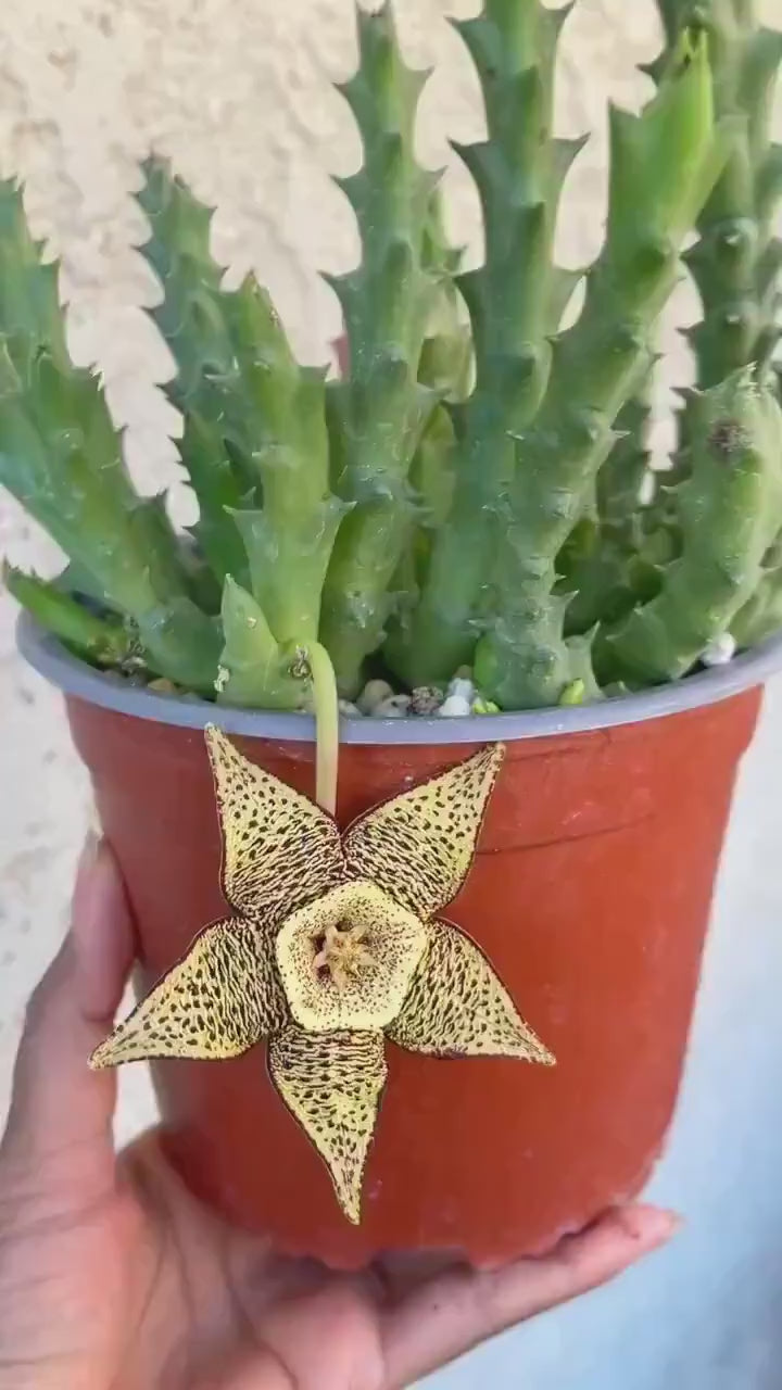 Golden Stapelia Orbea | Starfish Flower | Life Saver | Live Plant