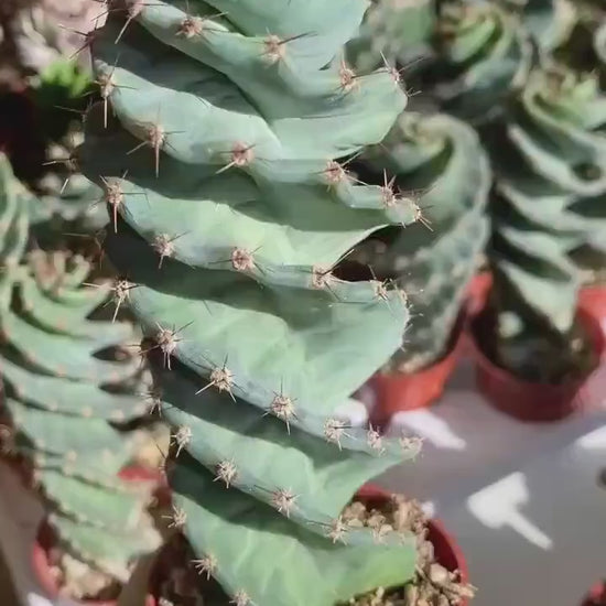 Spiral Cactus | Cereus forbesii Spiralis I Live cactus | Live Plant