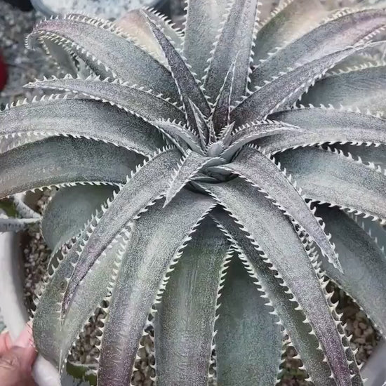 Dyckia Platyphylla | Live Plant | Live Succulent