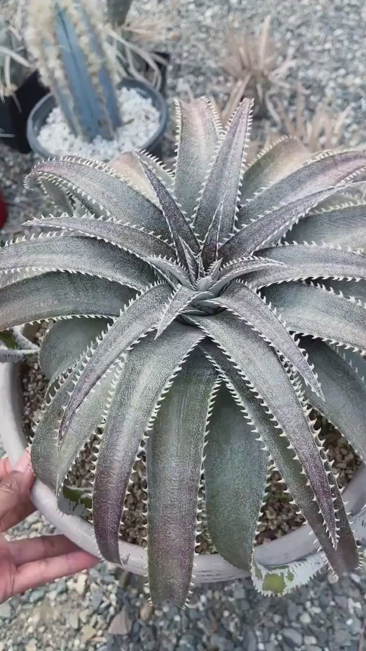 Dyckia Platyphylla | Live Plant | Live Succulent