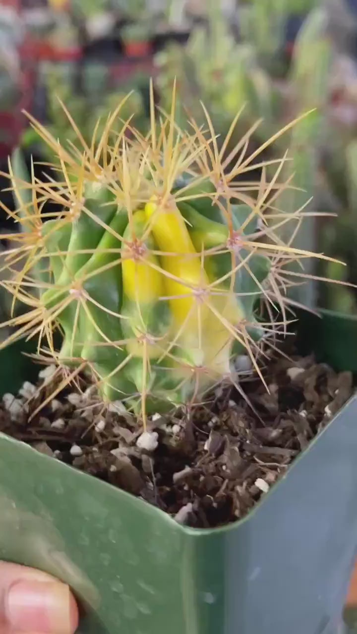 Variegated Ferocactus Cactus | Yellow Spines | Rare Cactus | Live Plant